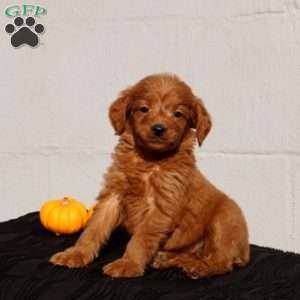 Vivianna, Mini Goldendoodle Puppy